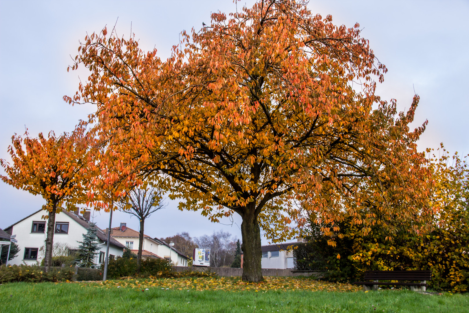 Herbstbaum