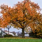 Herbstbaum