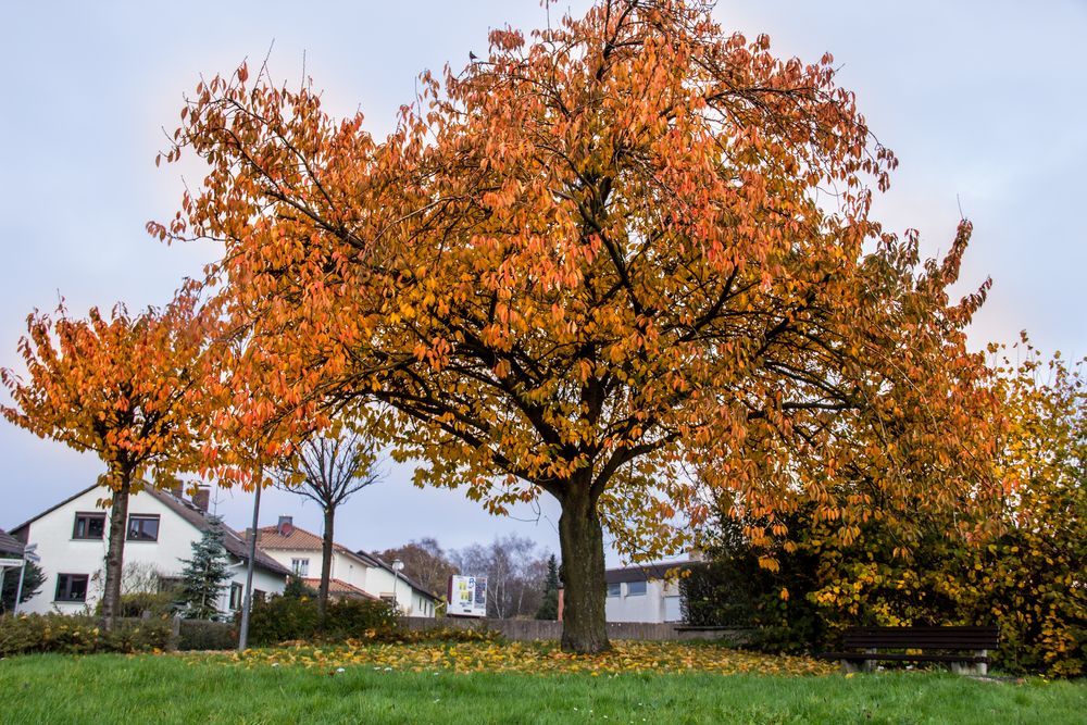 Herbstbaum