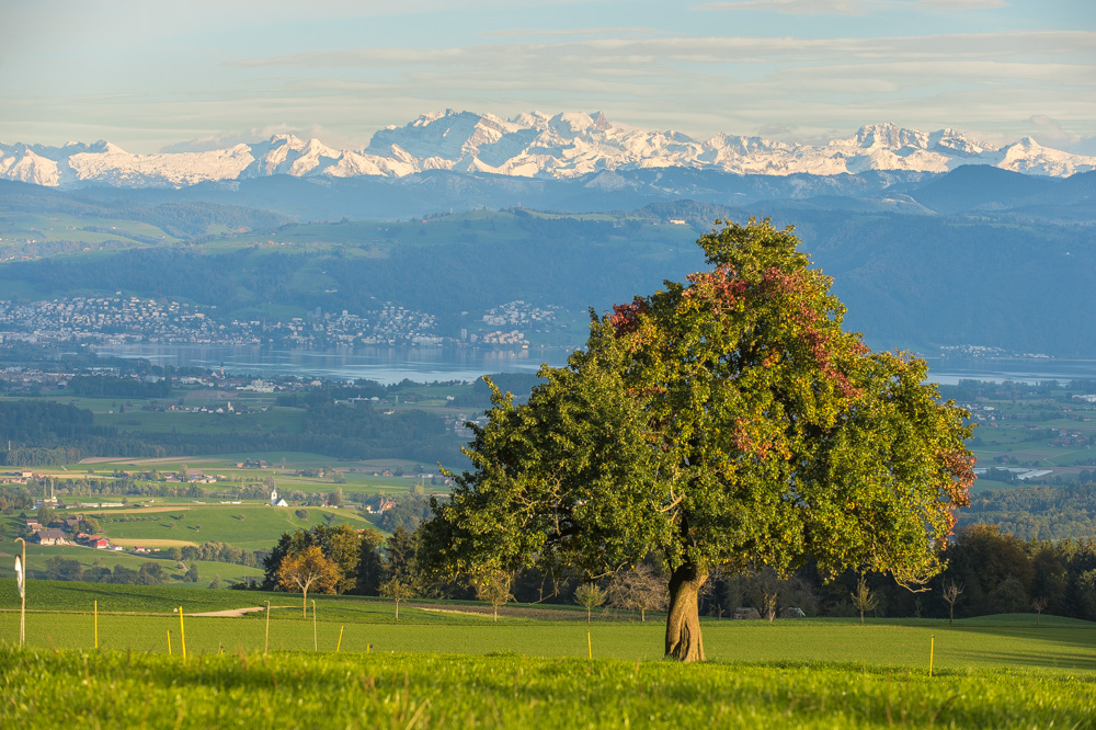 Herbstbaum