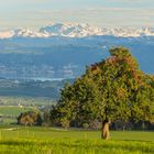 Herbstbaum