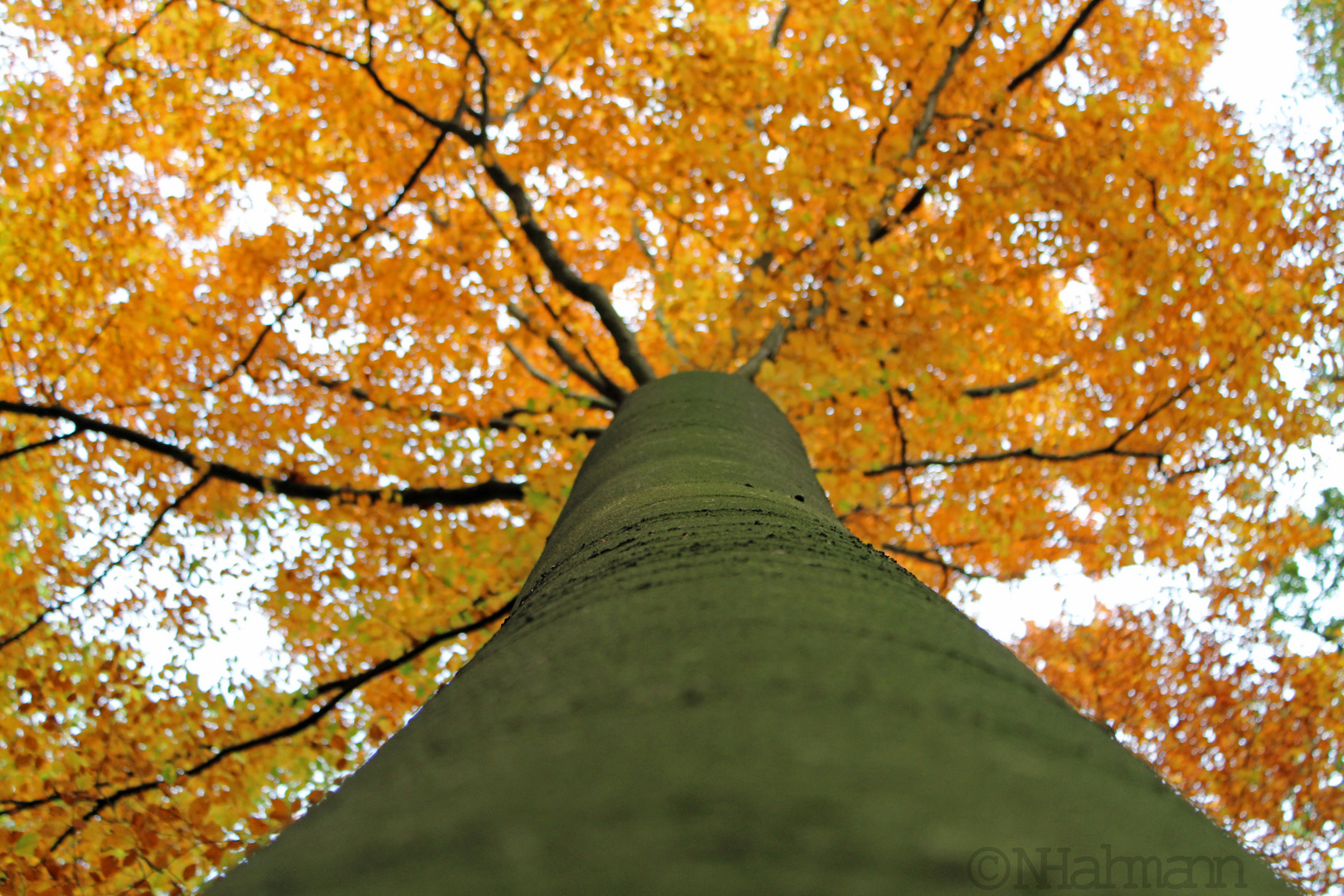 Herbstbaum