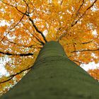 Herbstbaum