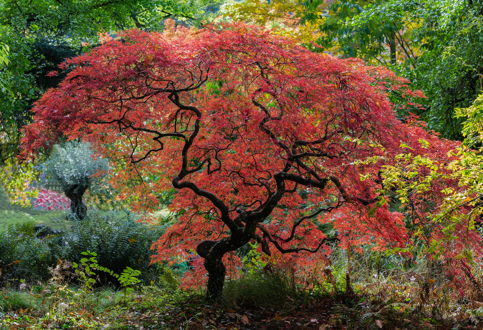 Herbstbaum