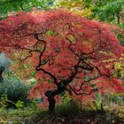 Herbstbaum