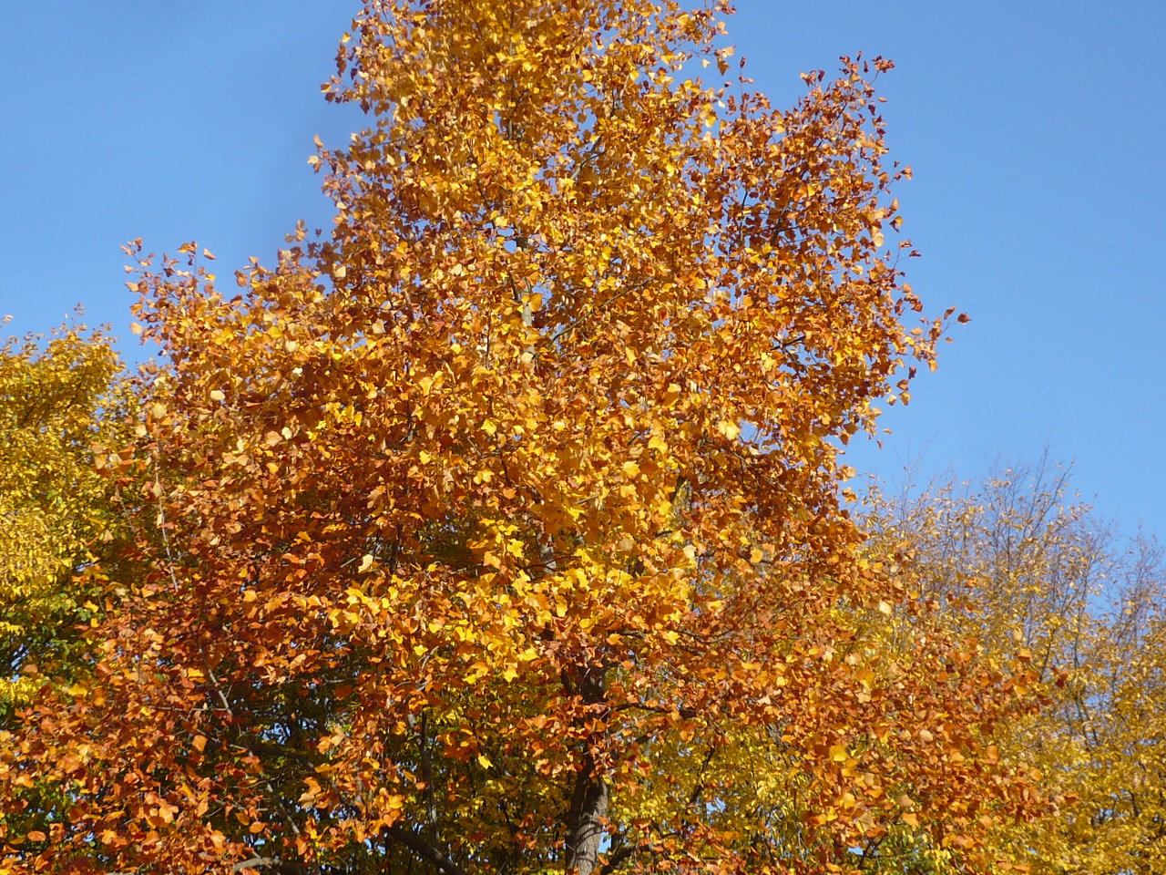 Herbstbaum