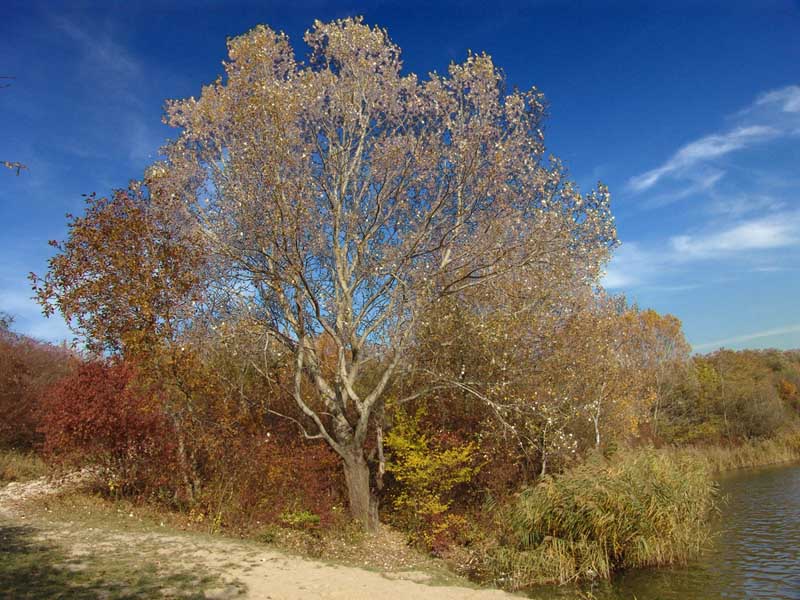 Herbstbaum