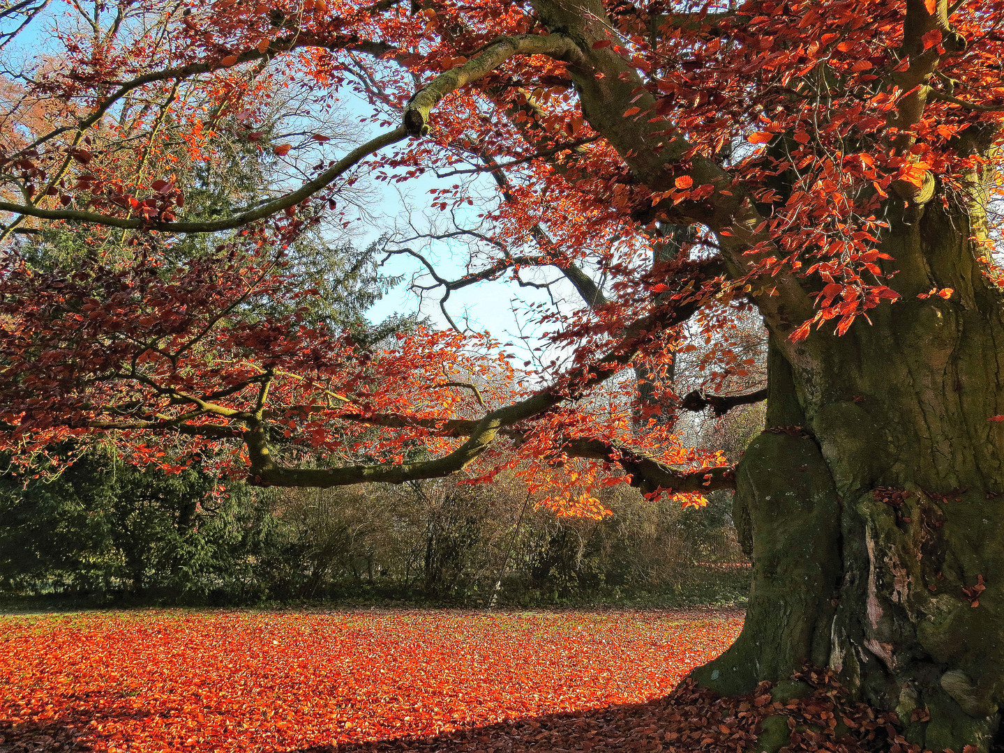 Herbstbaum