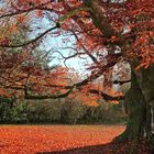 Herbstbaum