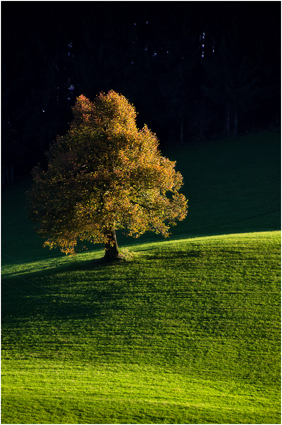 Herbstbaum