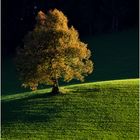 Herbstbaum