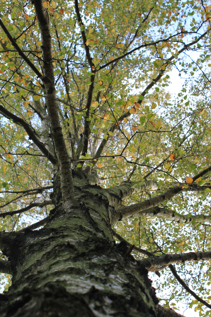 Herbstbaum