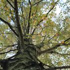 Herbstbaum