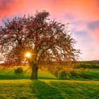 Herbst:Baum