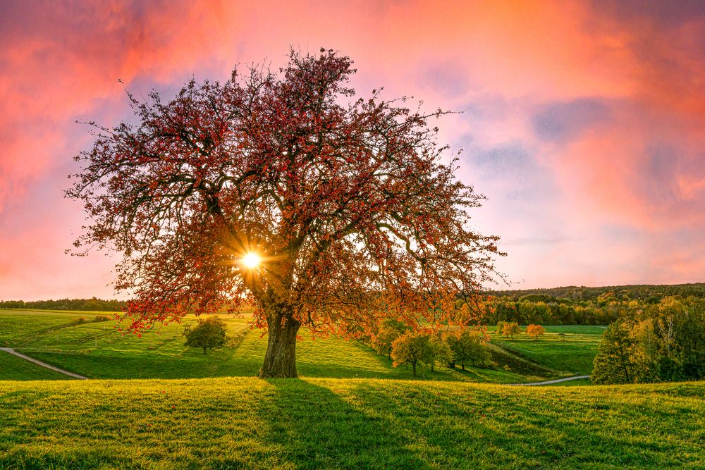 Herbst:Baum