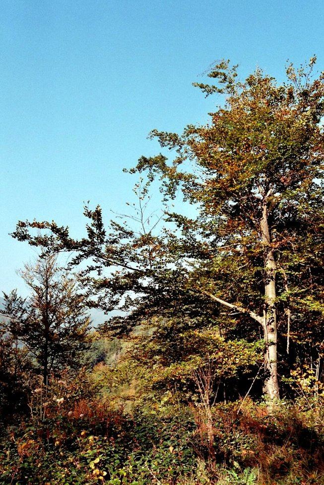 Herbstbaum