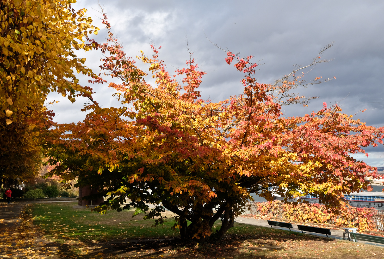 Herbstbaum