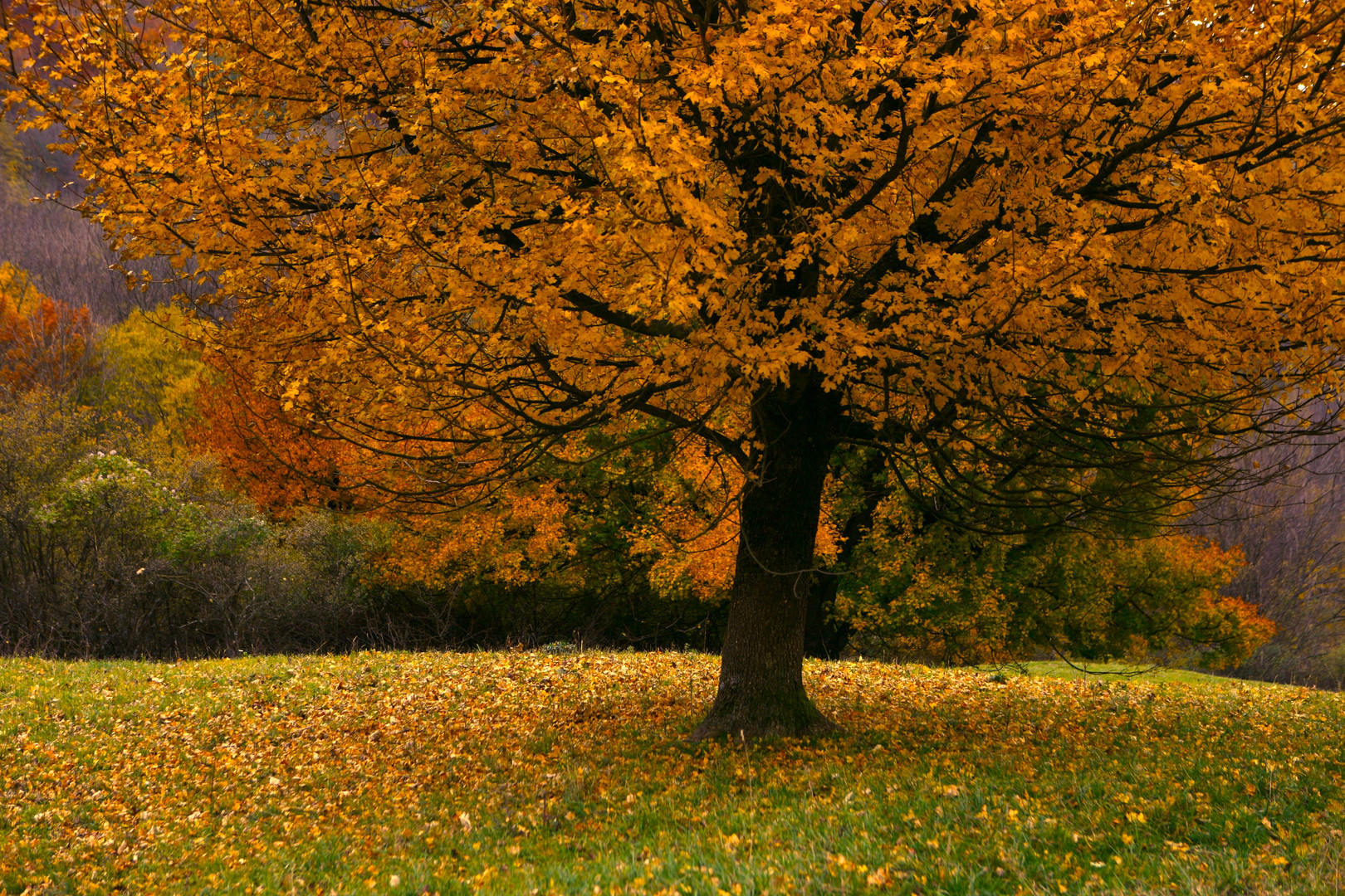 Herbstbaum