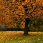 Herbstbaum