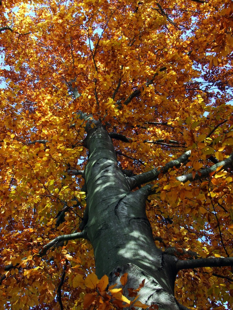 Herbstbaum