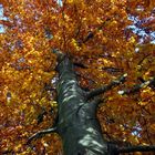 Herbstbaum