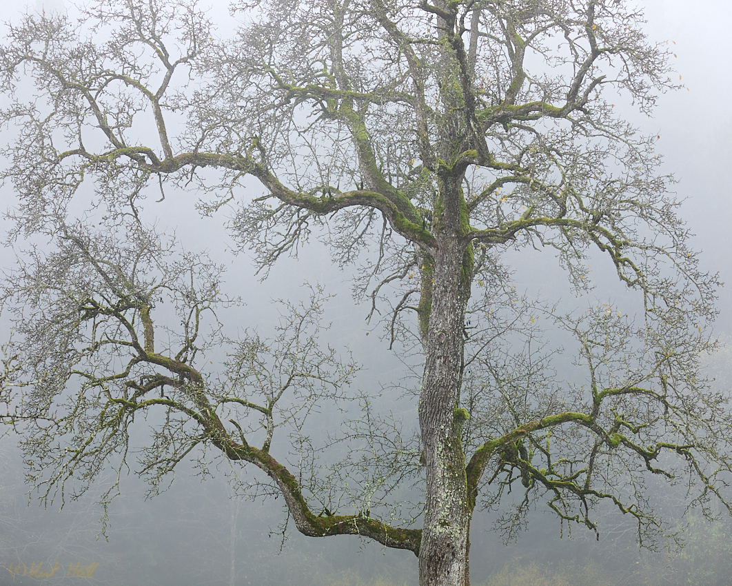 Herbstbaum...