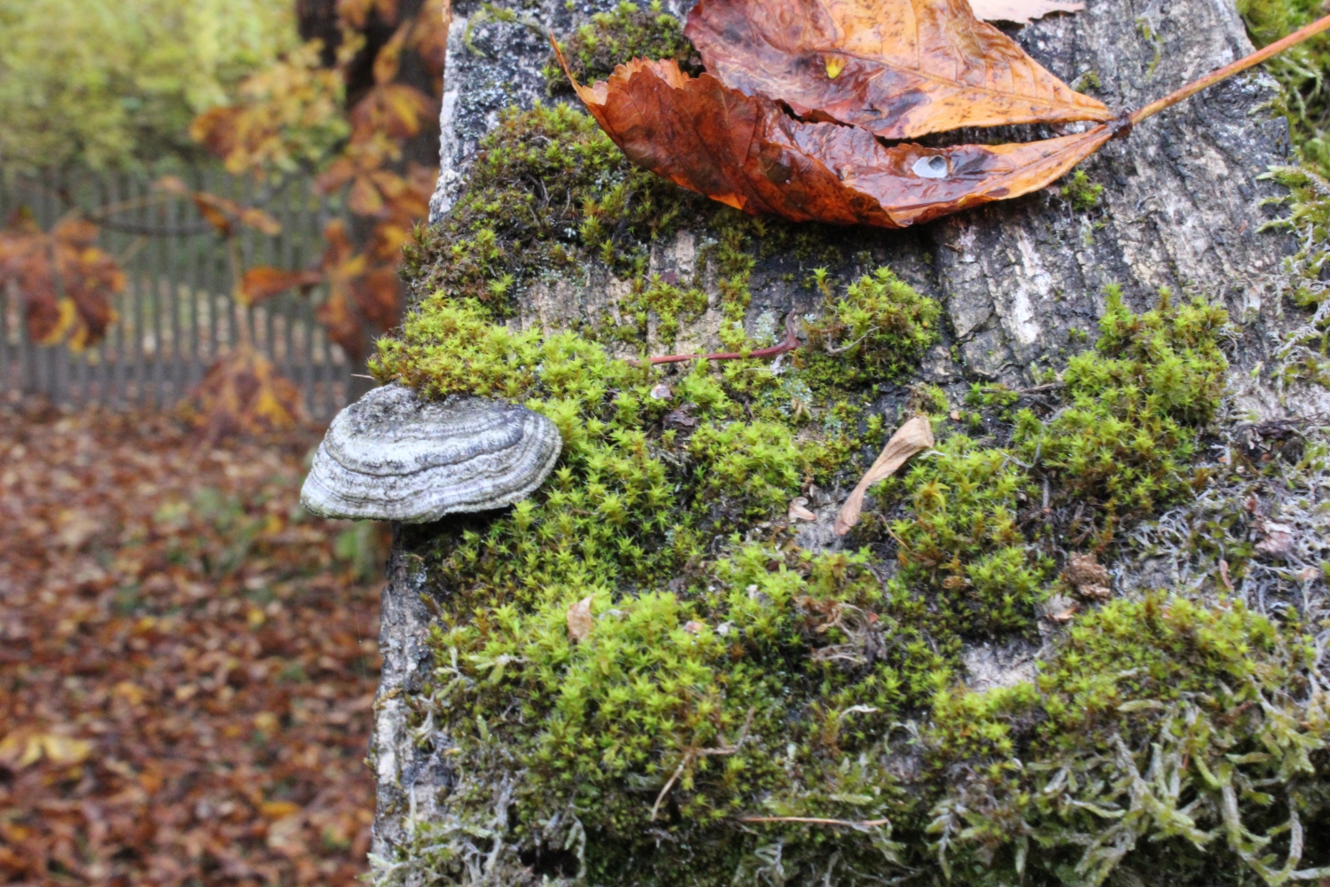 Herbstbaum