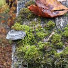 Herbstbaum