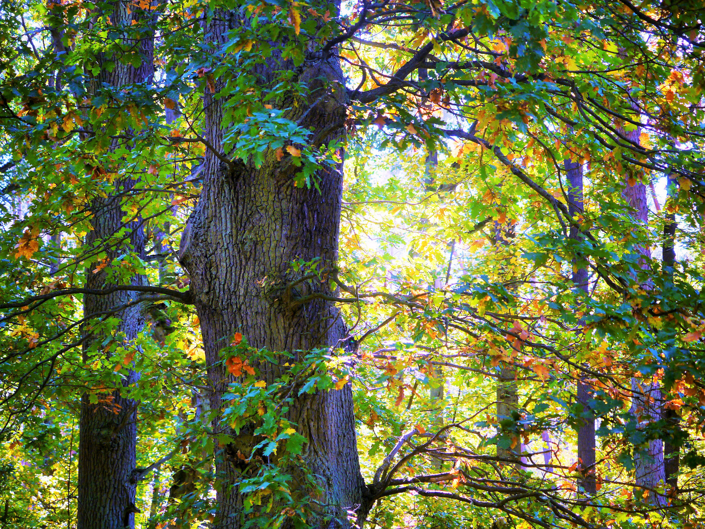 Herbstbaum