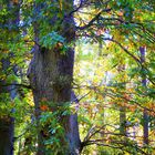 Herbstbaum