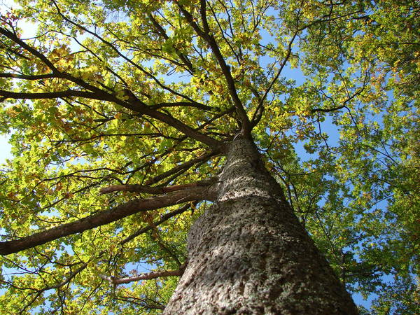 Herbstbaum