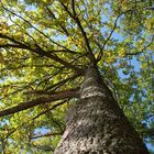 Herbstbaum