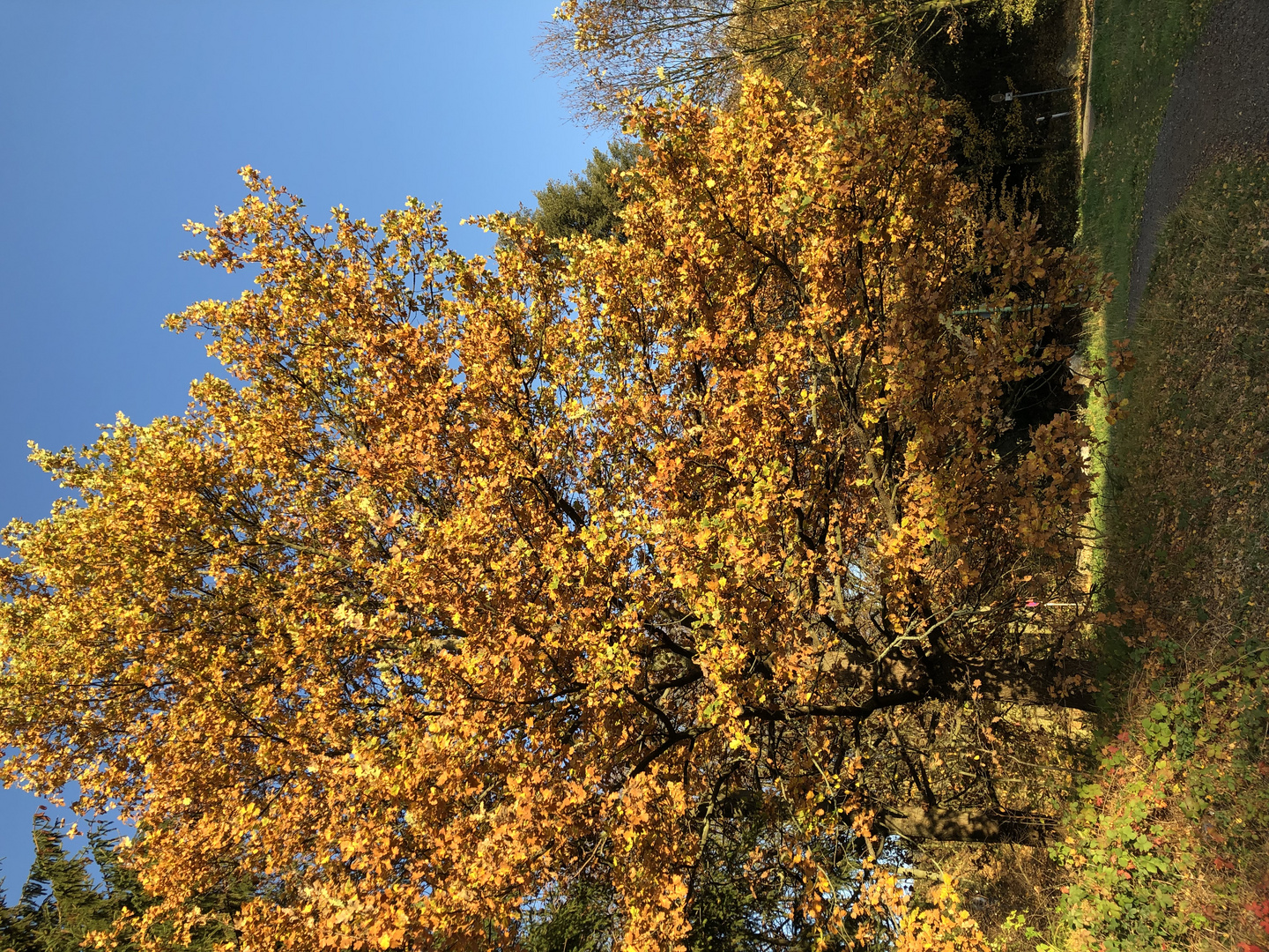 Herbstbaum 