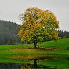 herbstbaum