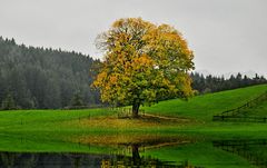 herbstbaum