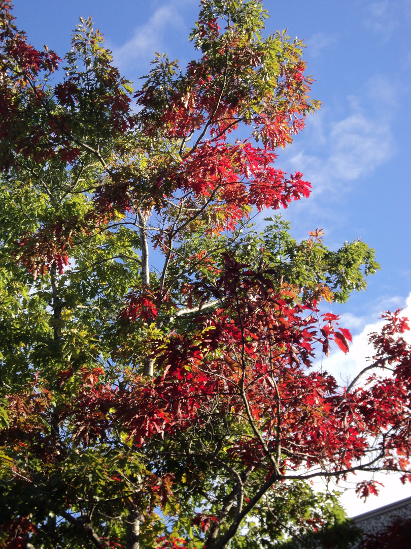 Herbstbaum