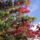 Herbstbaum