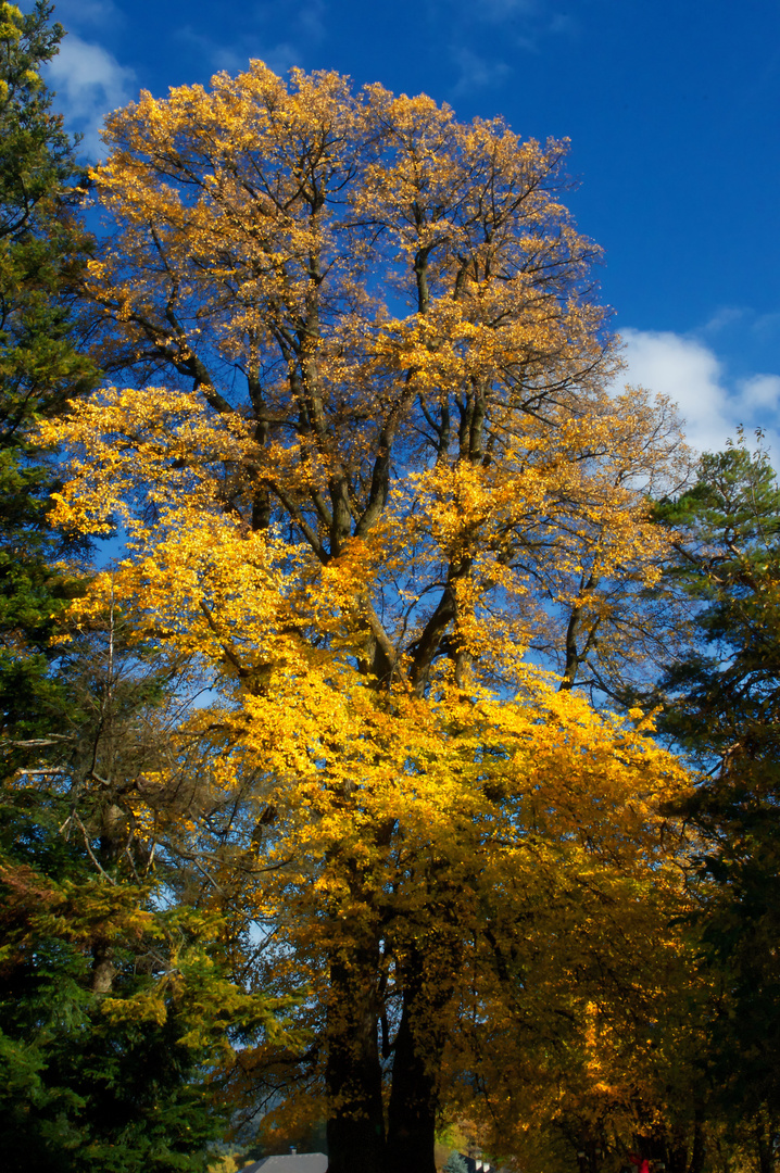 Herbstbaum