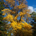 Herbstbaum