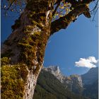 Herbstbaum