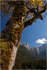 Herbstbaum