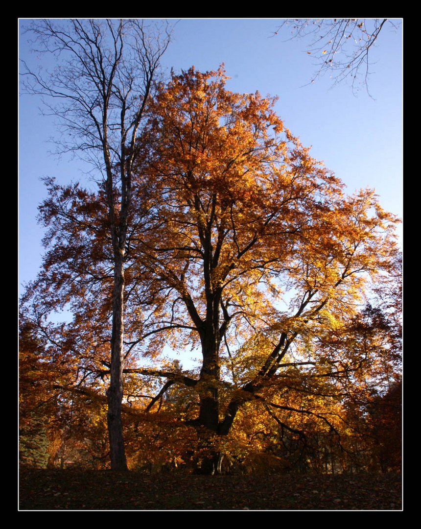 herbstbaum