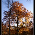 herbstbaum