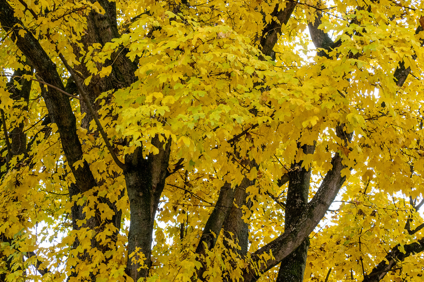 Herbstbaum