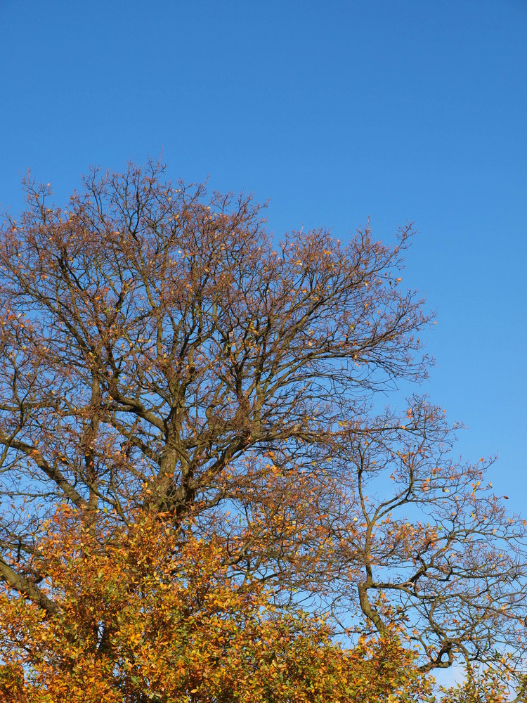 Herbstbaum