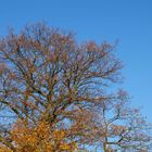 Herbstbaum