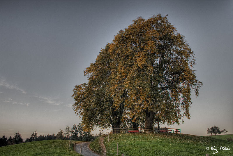 Herbstbaum