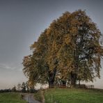 Herbstbaum