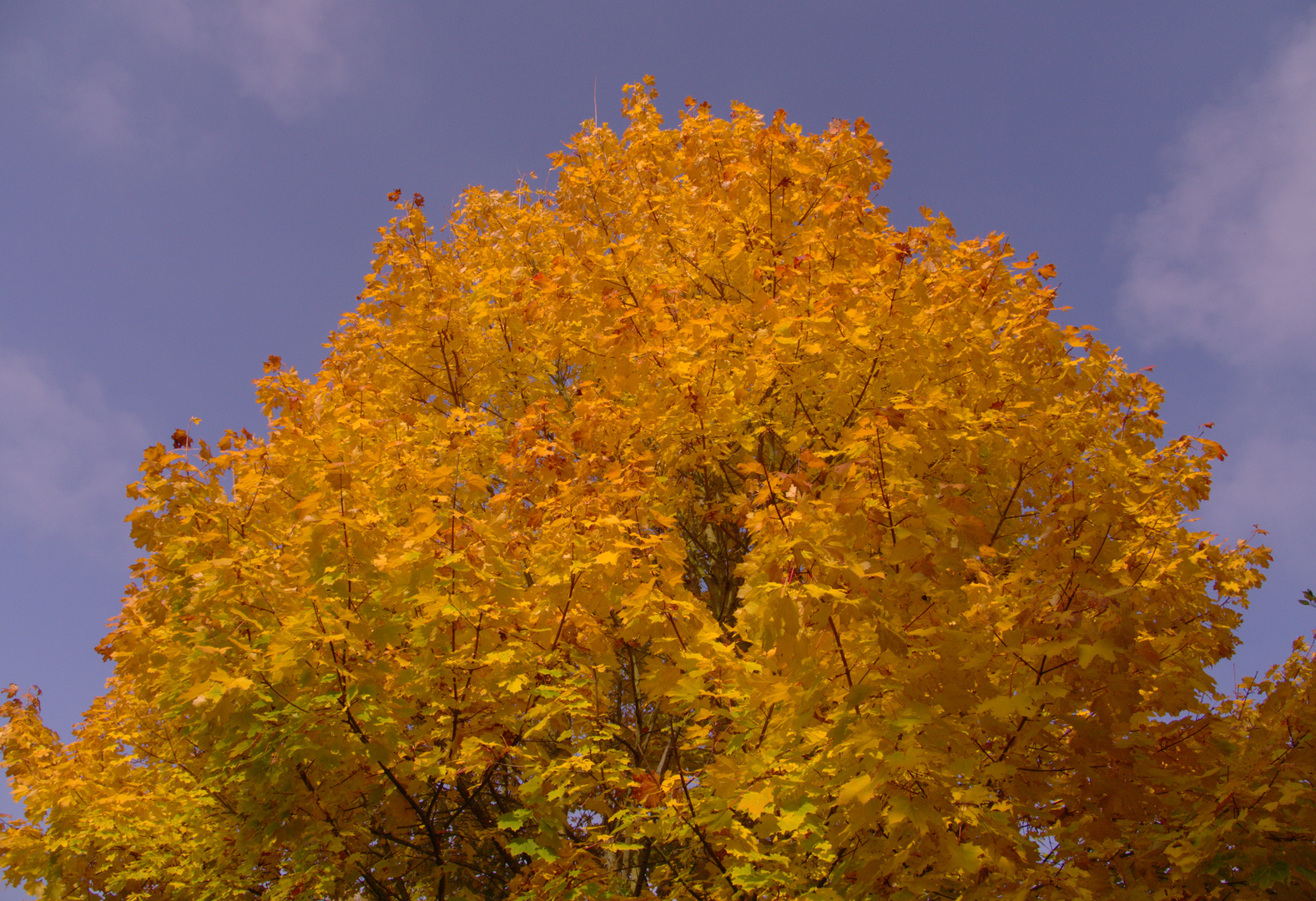 Herbstbaum