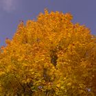 Herbstbaum